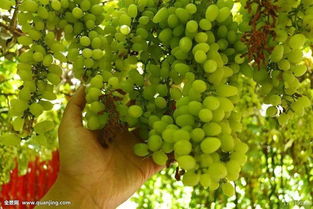 農林牧漁行業2018年度策略報告 品種換代利好大型種企，生豬養殖有望繼續盈利