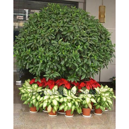 節(jié)日綠化植物出租 洪山夢菲園藝——專業(yè)盆景租賃與養(yǎng)護(hù)服務(wù)